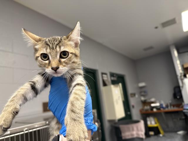 Zelda