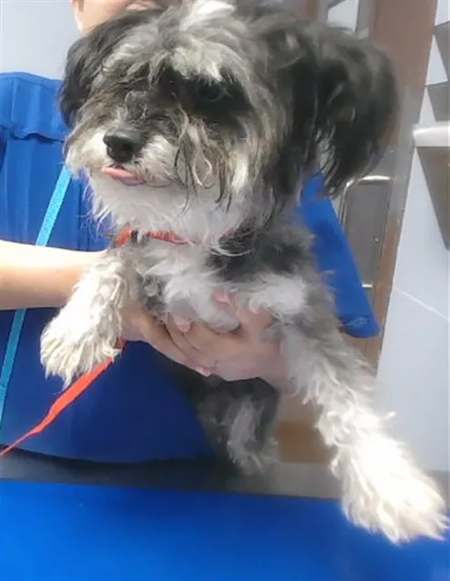 Lulu