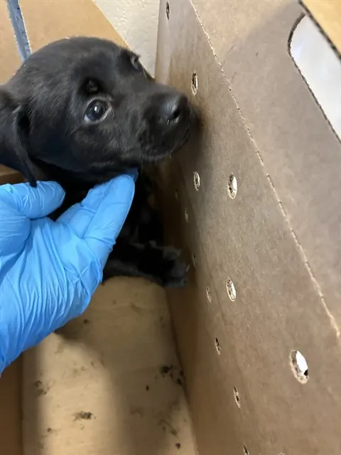 Adoptable Dog
