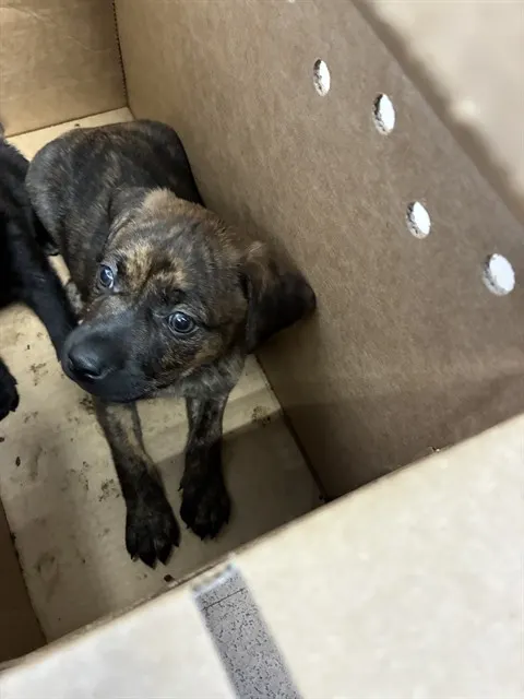 Adoptable Dog