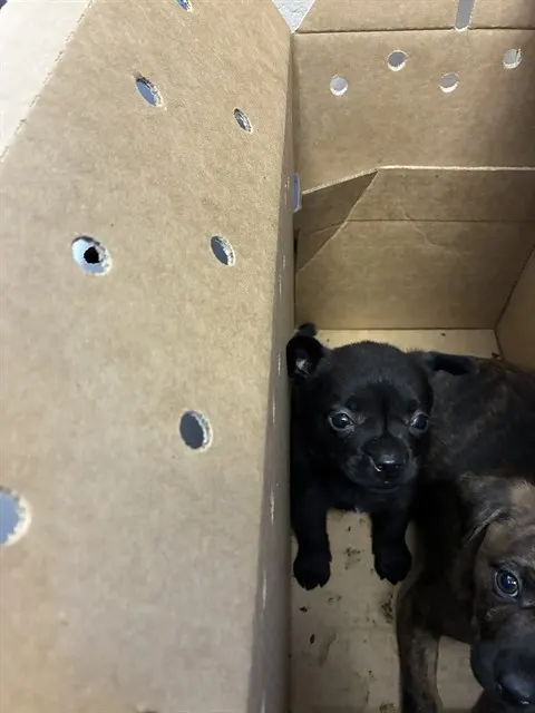 Adoptable Dog