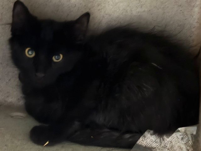 Noir