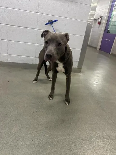 Adoptable Dog