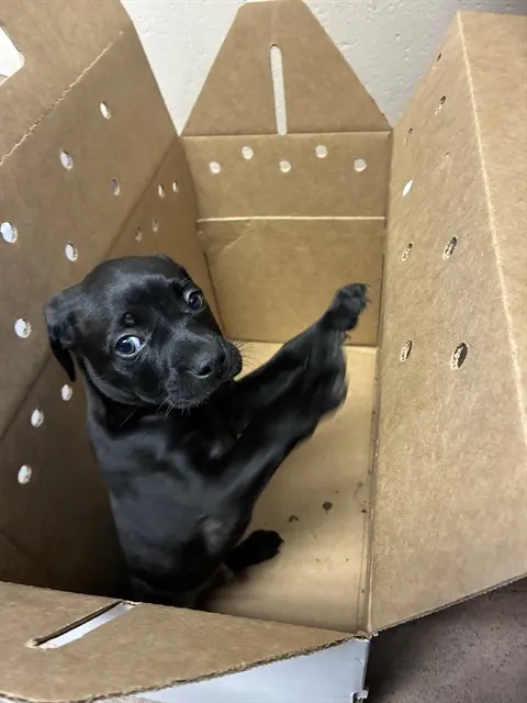 Adoptable Dog