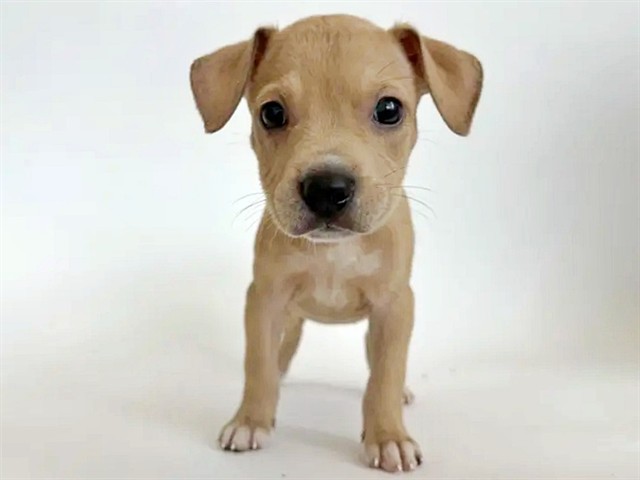 Nash
