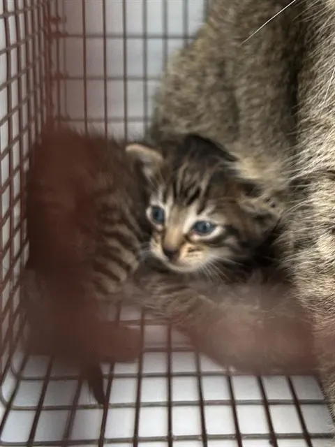 Adoptable Cat