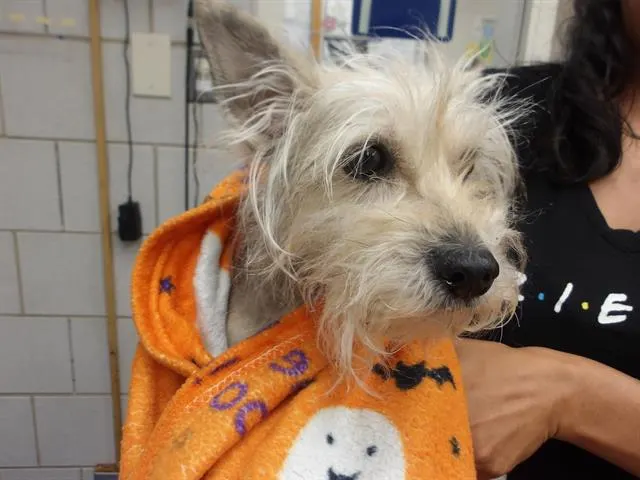 Adoptable Dog