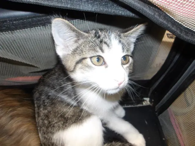 Adoptable Cat