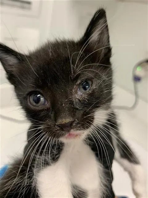 Adoptable Cat