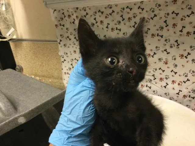 Paw Patrol