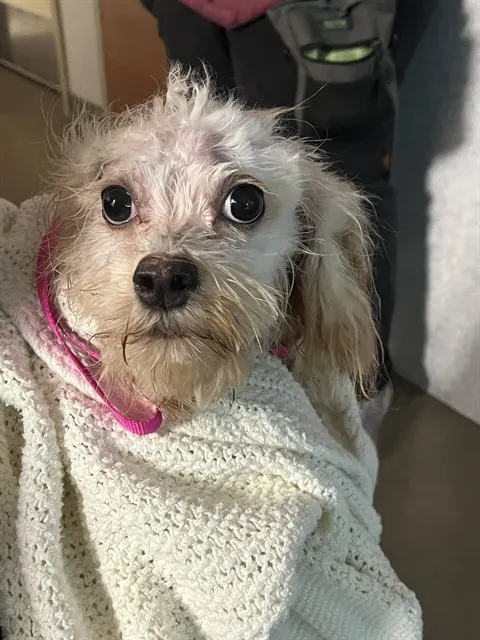Adoptable Dog