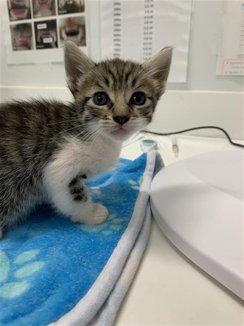 Adoptable Cat