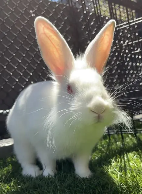 Mochi