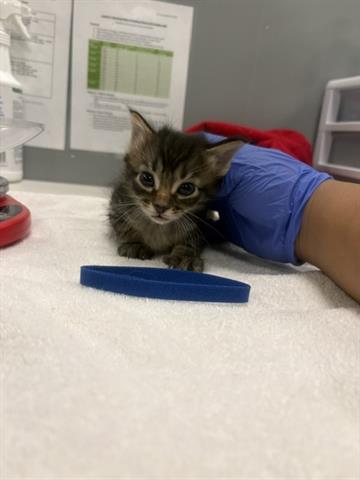 Simon