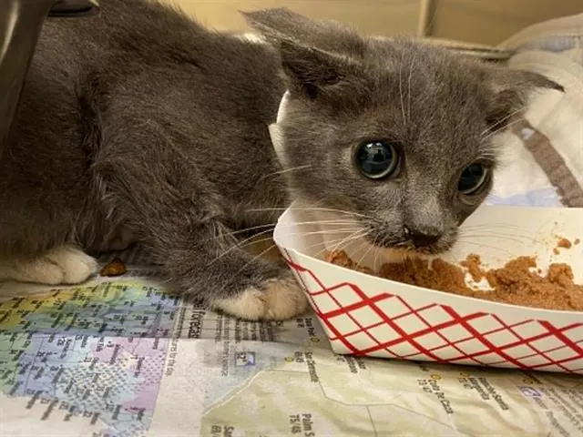 Adoptable Cat