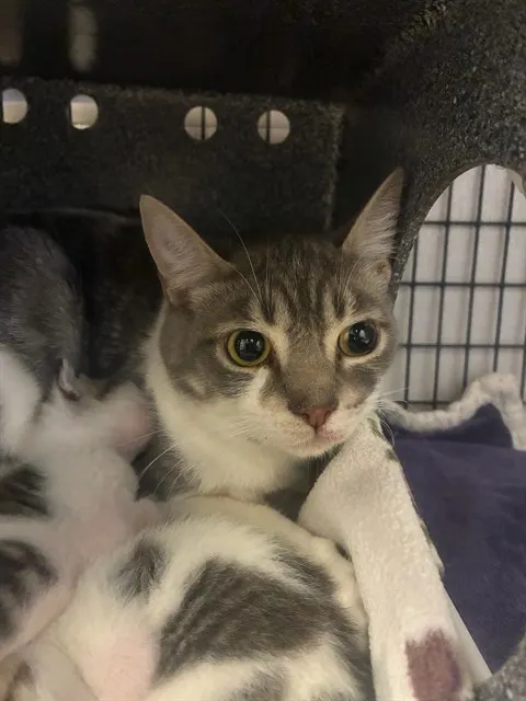 Tnr
