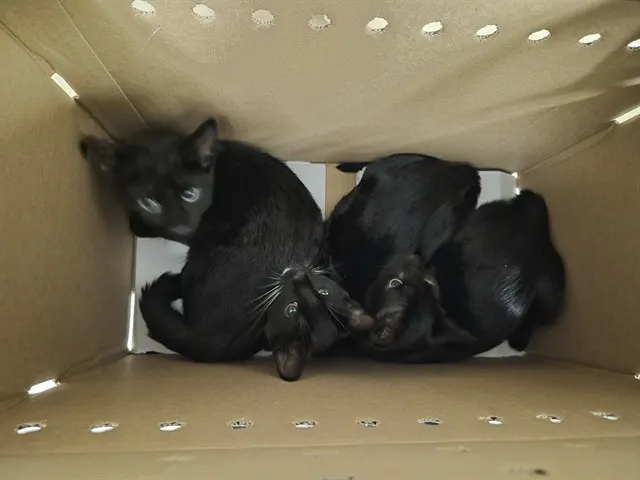 Adoptable Cat