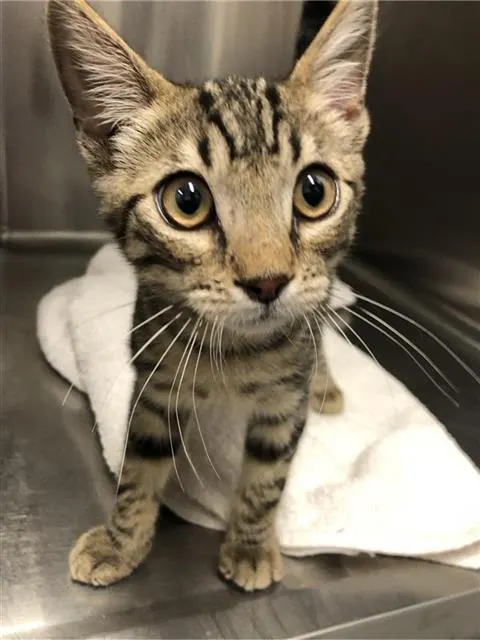 Adoptable Cat