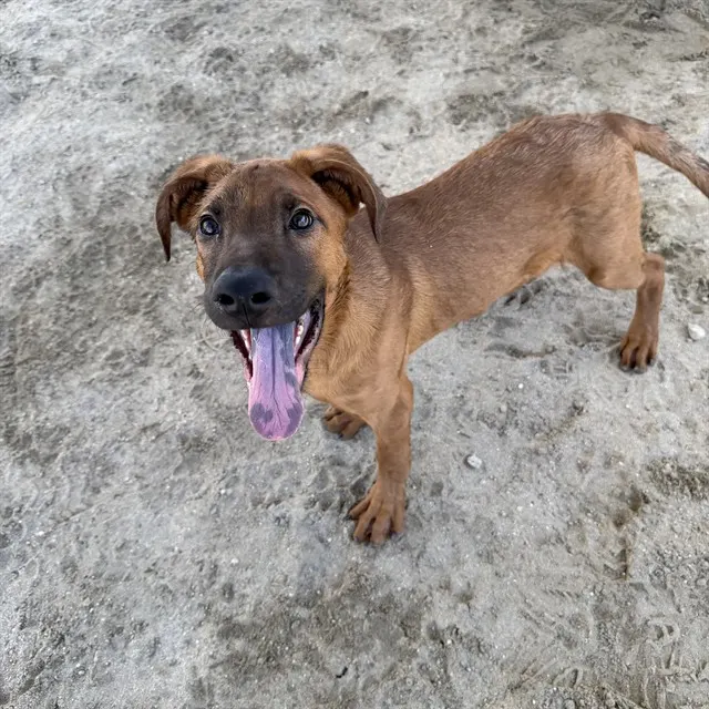 Oakley