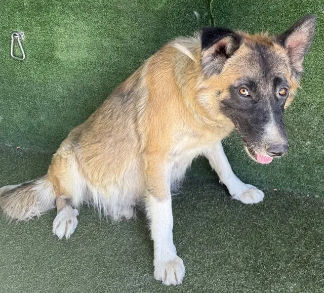 Adoptable Dog