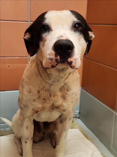 Adoptable Dog