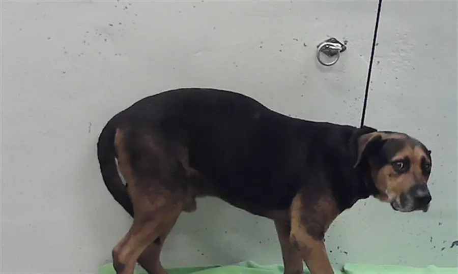 Adoptable Dog