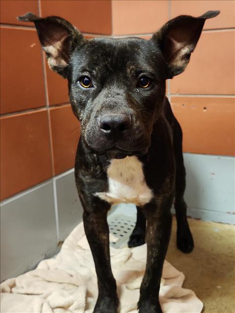 Adoptable Dog