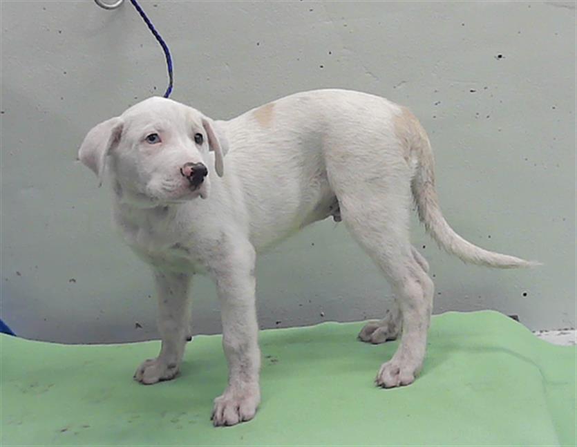 Adoptable Dog