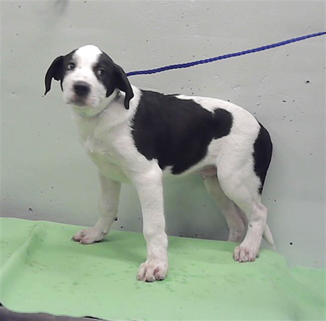 Adoptable Dog