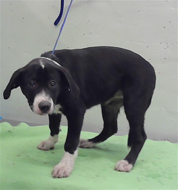 Adoptable Dog