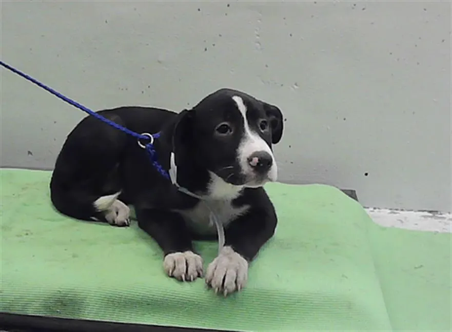 Adoptable Dog