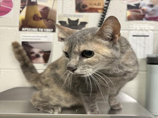 Adoptable Cat