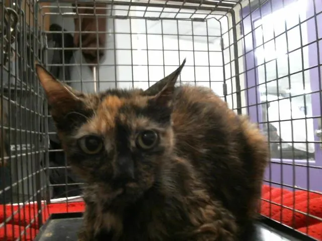 Adoptable Cat