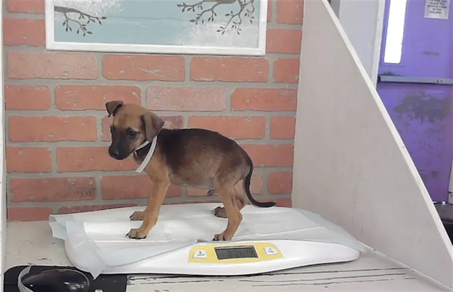 Adoptable Dog