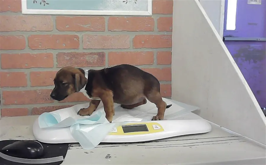 Adoptable Dog