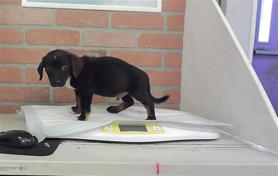 Adoptable Dog