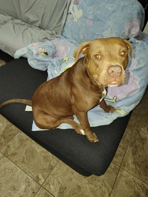 Mocha
