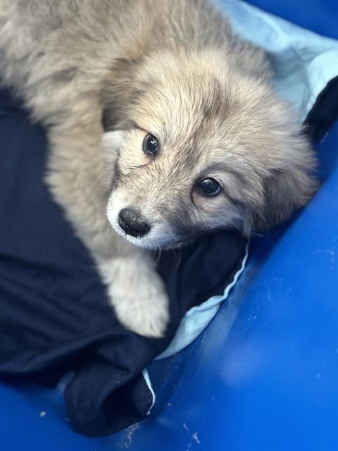 Bucket