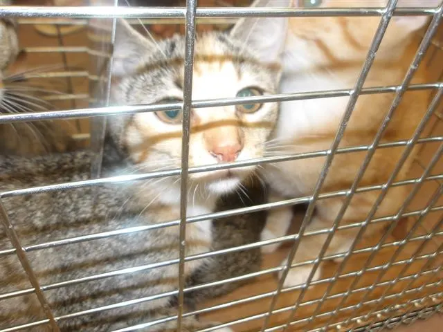 Adoptable Cat