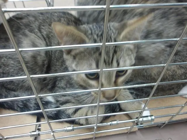 Adoptable Cat
