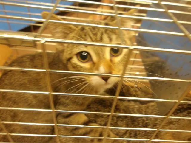 Adoptable Cat