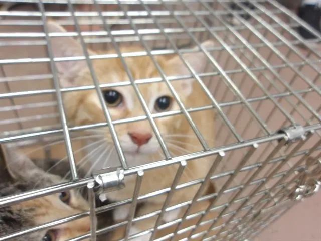 Adoptable Cat