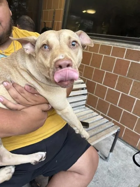 Adoptable Dog