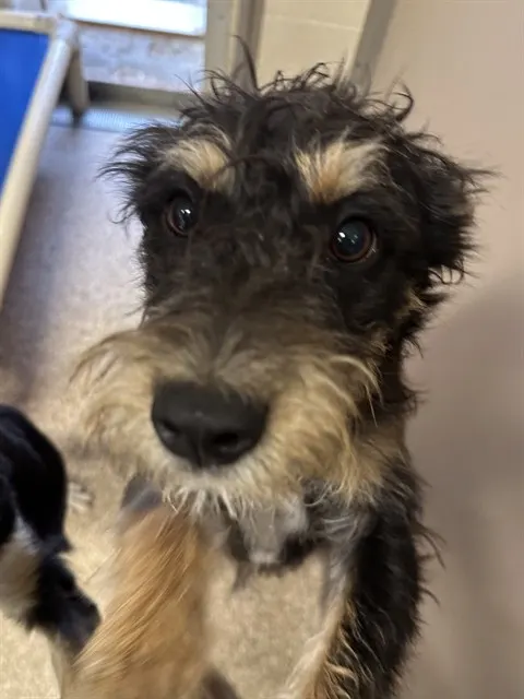 Pippa
