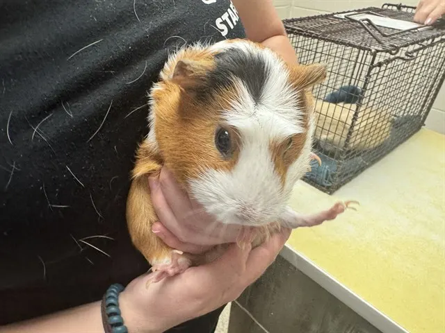Muffin