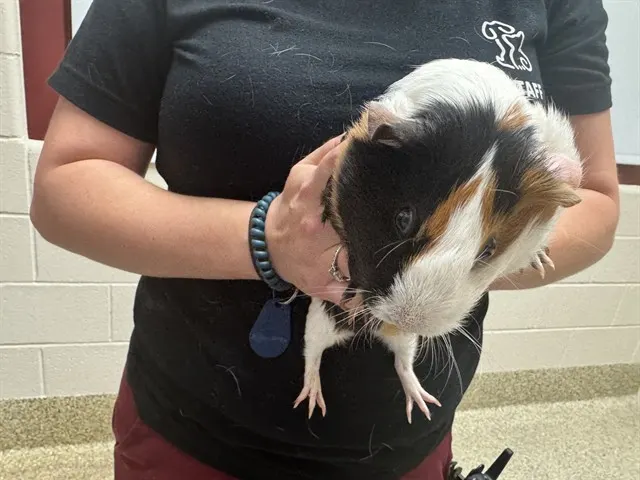 Coco
