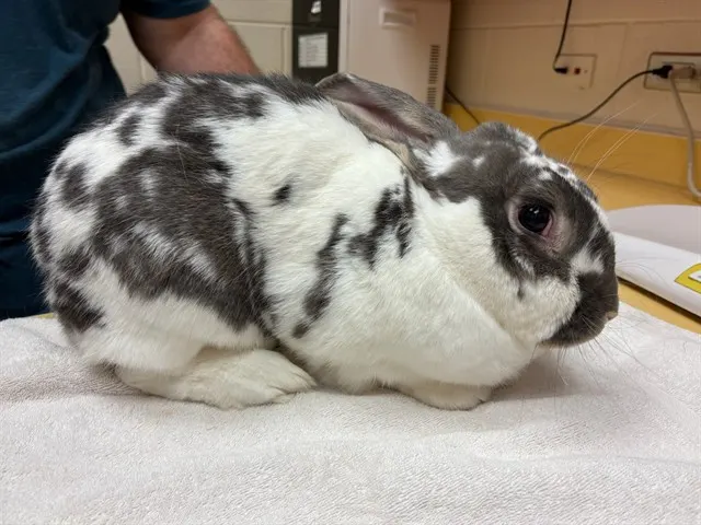 Bun