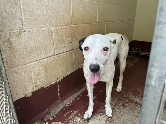 Adoptable Dog