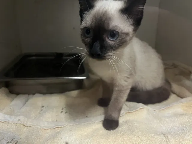 Adoptable Cat