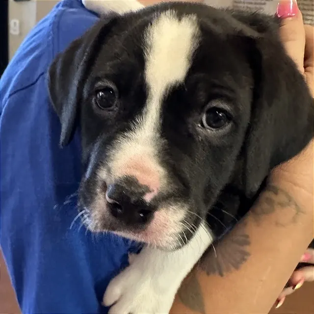 Adoptable Dog